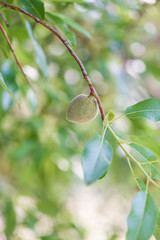 A green almond growing on an almond tree branch.