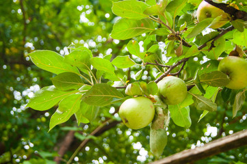 Magical garden of paradise - apples on branches. Caucasus, mountains, summer.