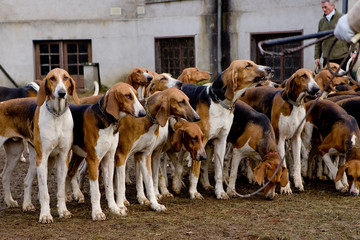 Journ&eacute;e traditionnelle de chasse a courre
