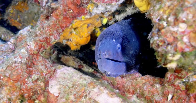 Mediterranean moray ( Muraena helena) of Mediterranean sea.