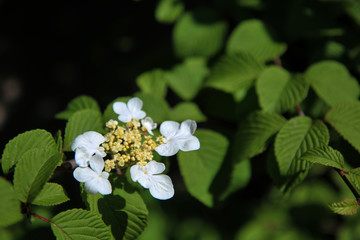 Con l’arrivo della primavera sbocciano in giardino i primi fiori bianchi sul cespuglio di...