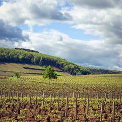 Fototapeta na wymiar Bourgogne au printemps
