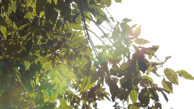 RAGGIO DI SOLE TRA I RAMI DI UNALBERO