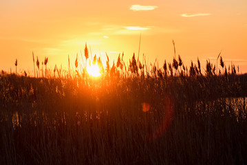 Orange sunset sky and reed silhouette in front