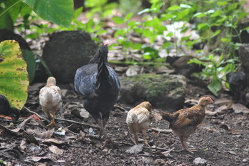flock of chickens,hean