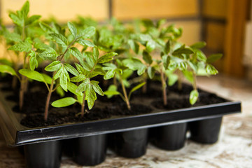 Young sprouts of tomatoes, by the window in a plastic container. Growing tomatoes.