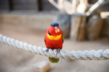 red and yellow macaw