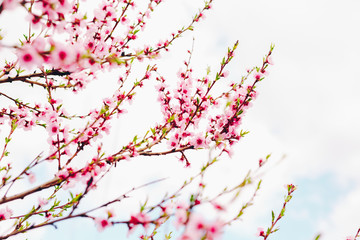 Fototapeta premium Spring blossom border or background art with pink blooming tree. Beautiful nature scene with flowers on tree and sun flare. Sunny day springtime.