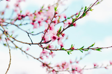Spring blossom border or background art with pink blooming tree. Beautiful nature scene with flowers on tree and sun flare. Sunny day springtime.