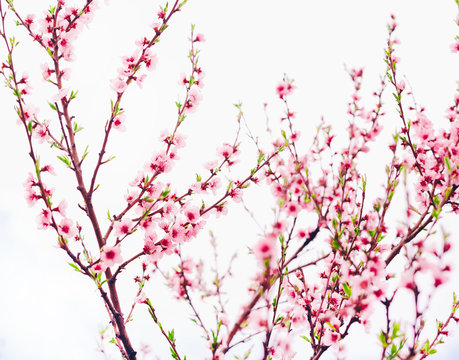 Spring blossom border or background art with pink blooming tree. Beautiful nature scene with flowers on tree and sun flare. Sunny day springtime.