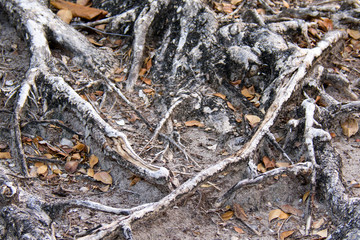 old surface of the roots on the background