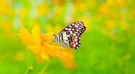 Obraz na płótnie Canvas Colorful butterfly in bright sunlight on yellow cosmos flower in blur green background with a lot of water drops on thr flower , Spring time concept