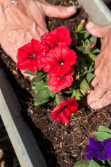 Jardiner à domicile  ou entretenir son jardin. Planter, arroser ou tailler pour un moment de détente.
