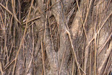 background of thick and thin roots