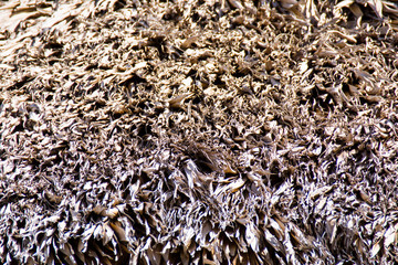 detail of a grass roof