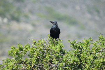 black winged blackbird