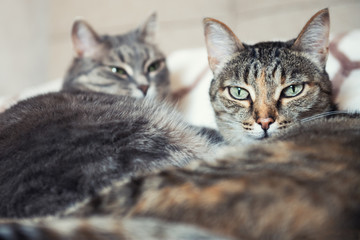 Naklejka na ściany i meble Two gray cats lying on the blanket. Close up. Selective focus.