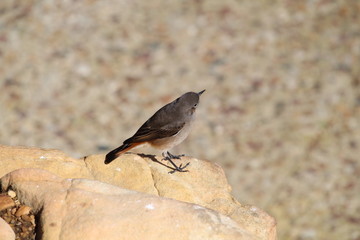Brown bird on a stone