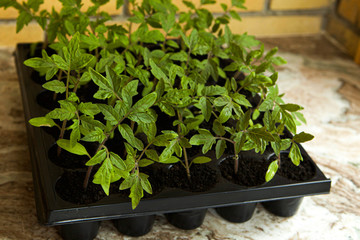 Young sprouts of tomatoes, by the window in a plastic container. Growing tomatoes.