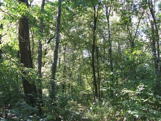 Obraz premium trees in the forest