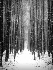Ścieżka w lesie pokrytym śniegiem