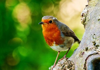 Cute Robin standing on the tree trunk. The European robin, known simply as the robin or robin redbreast in the British Isles, is a small insectivorous passerine bird.