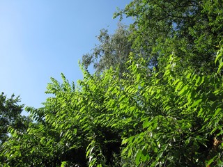 green tree branches