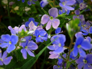 Drobne błękitno fioletowe kwiatki