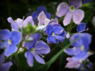 Zbliżenie drobnego błękitnego kwiatka