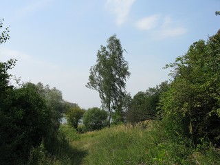 Obraz premium trees in the mountains