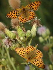 Para motyli na kwiatach ostu