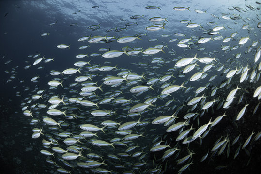 School of fish on coral reef in ocean