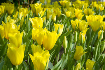 Yellow tulips flowers bloom in tulips garden. Nature.