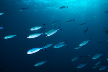 School of fish in open ocean