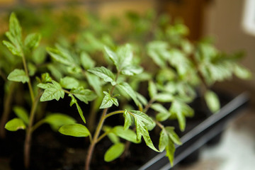tomato seedlings in plastic pots ready to plant. Nature, harvest.