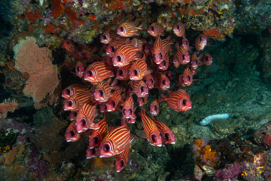 A Group Of Squirrel Fish And Coral Reef In Similan, Thailand