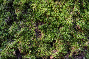 An old tree overgrown with moss