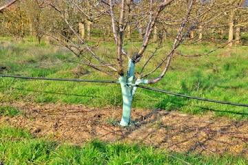 Cherry trees in april treated with Bordeaux mixture to combat mildew. Bordeaux mixture is allowed...