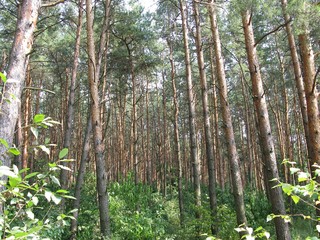 trees in the forest