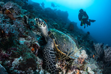 Naklejka na ściany i meble Underwater wildlife with animals, Divers adventures in KOMODO, Indinesia