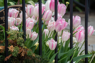 Tulips bloom on both sides of an iron fence, seemingly trying to escape the confines of their...