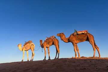 Dromedary caravan in Erg Chigaga at sunrise. Erg Chigaga is of two major Saharan ergs of Morocco and due its relatively difficult to access, dromedary are often used as transportation