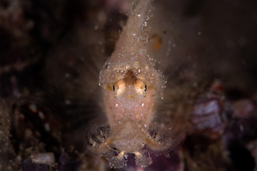 The face of Juvenile Rhinopias fish
