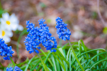 blue flowers