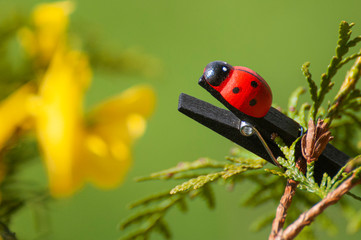 Fototapeta premium Ladybird