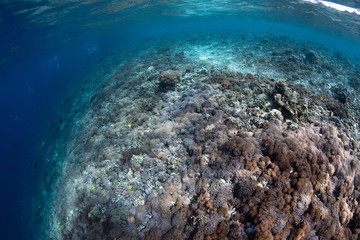 The amazing reef in KOMODO, Indonesia