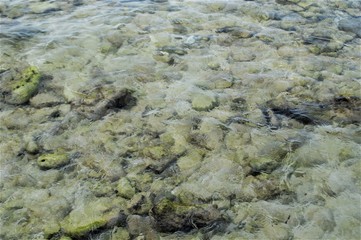 stone bottom of the sea with crystal clear water, transparency, ecology concept