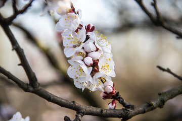 Apricot blossom flowers in spring, blooming on young tree branch. Close up apricot blossom white flowers in sunny spring background