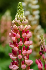 Lupine Lupinus Farben Verlauf Blume Blüten Wolfsbohne Feigbohne Schmetterlingsblütler giftig mehrjährig krautig Trauben Ähren Staubblätter Fruchtknoten Garten Park