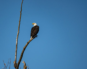 Bald Eagle